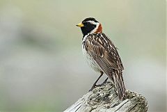 Lapland Longspur